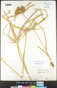 Cyperus eragrostis image