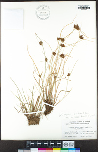 Cyperus niger image