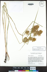 Cyperus strigosus image