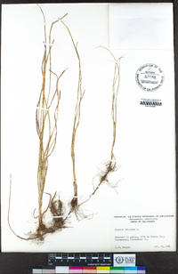 Cyperus rotundus image