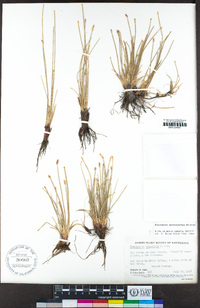 Eleocharis macrostachya image