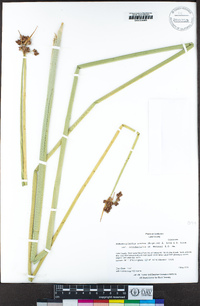 Schoenoplectus acutus var. occidentalis image