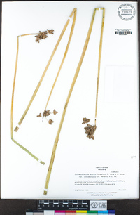 Schoenoplectus acutus var. occidentalis image