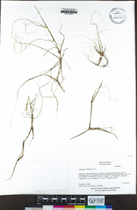 Juncus bulbosus image