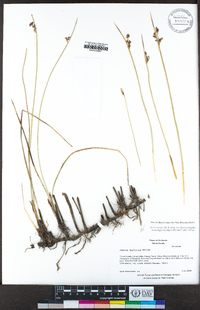 Juncus balticus subsp. ater image