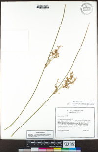 Juncus balticus subsp. ater image