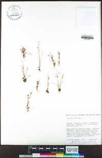 Juncus bufonius image