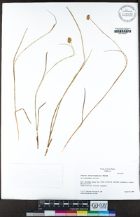 Juncus chlorocephalus image