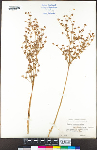 Juncus phaeocephalus var. paniculatus image