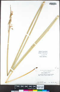 Juncus textilis image