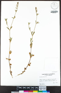 Silene gallica image