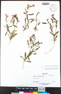 Silene laciniata image