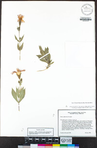 Silene laciniata image