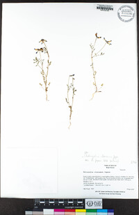 Astragalus claranus image