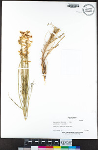 Astragalus filipes image