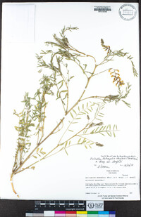 Astragalus douglasii image