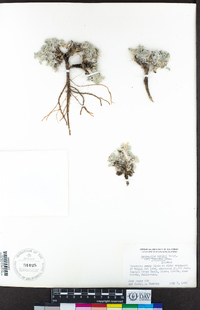 Astragalus purshii var. lectulus image