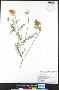 Astragalus trichopodus image