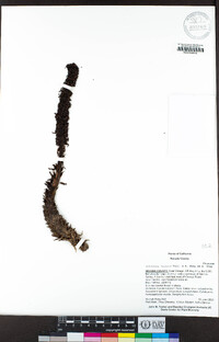 Allotropa virgata image