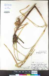 Bolboschoenus maritimus subsp. paludosus image