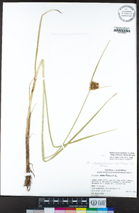 Bolboschoenus maritimus subsp. paludosus image