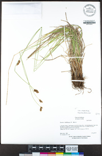 Carex abrupta image