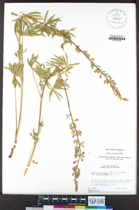 Lupinus arbustus image