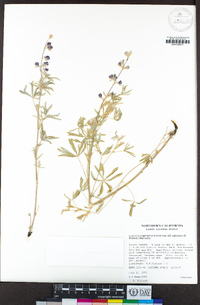 Lupinus argenteus var. palmeri image