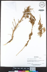 Lupinus chamissonis image