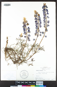 Lupinus benthamii image