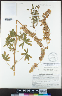 Lupinus albifrons var. hallii image