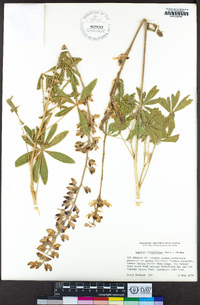 Lupinus longifolius image