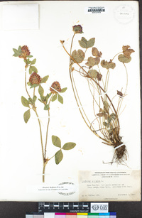 Trifolium pratense image