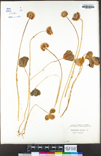 Trifolium repens image