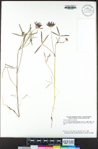 Trifolium willdenovii image