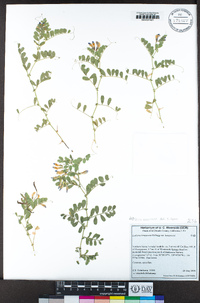 Vicia americana subsp. americana image