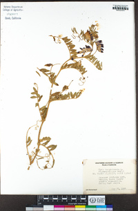 Vicia benghalensis image