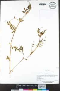 Vicia sativa image