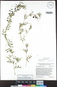 Vicia sativa subsp. nigra image