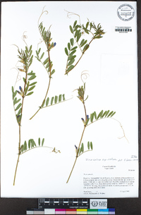 Vicia sativa image