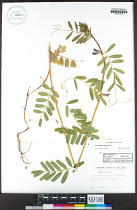 Vicia sativa image