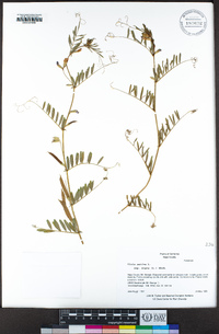 Vicia sativa image