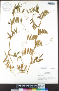 Vicia sativa image