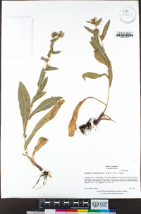 Eurybia integrifolia image