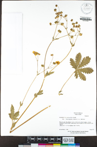 Potentilla gracilis image