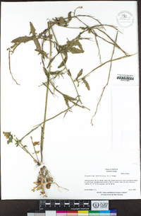 Sisymbrium officinale image