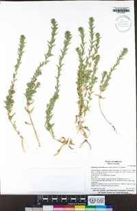 Epilobium densiflorum image