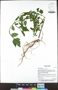 Solanum nigrum image