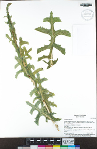 Lactuca serriola image