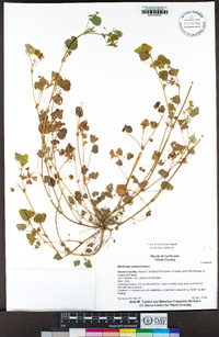 Medicago polymorpha image